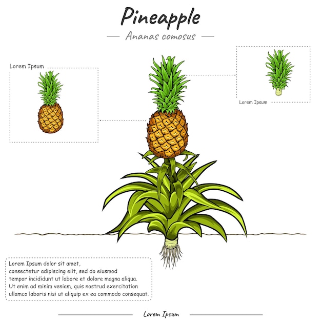 Vector parts of pineapple ananas comosus