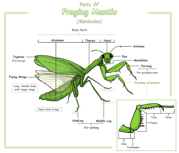 Vettore parti di praying mantis con dettaglio gamba