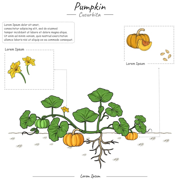 Parts of pumpkin plant or tree template