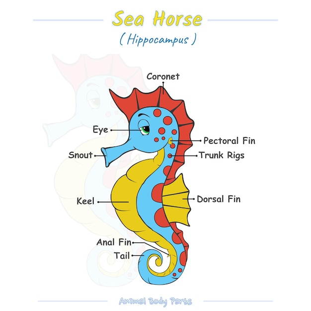 Parts of a seahorse cartoon