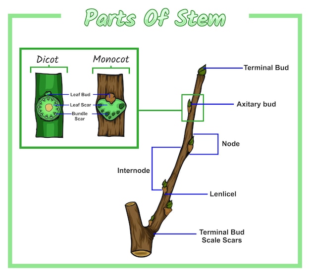 Vector parts of stem illustration