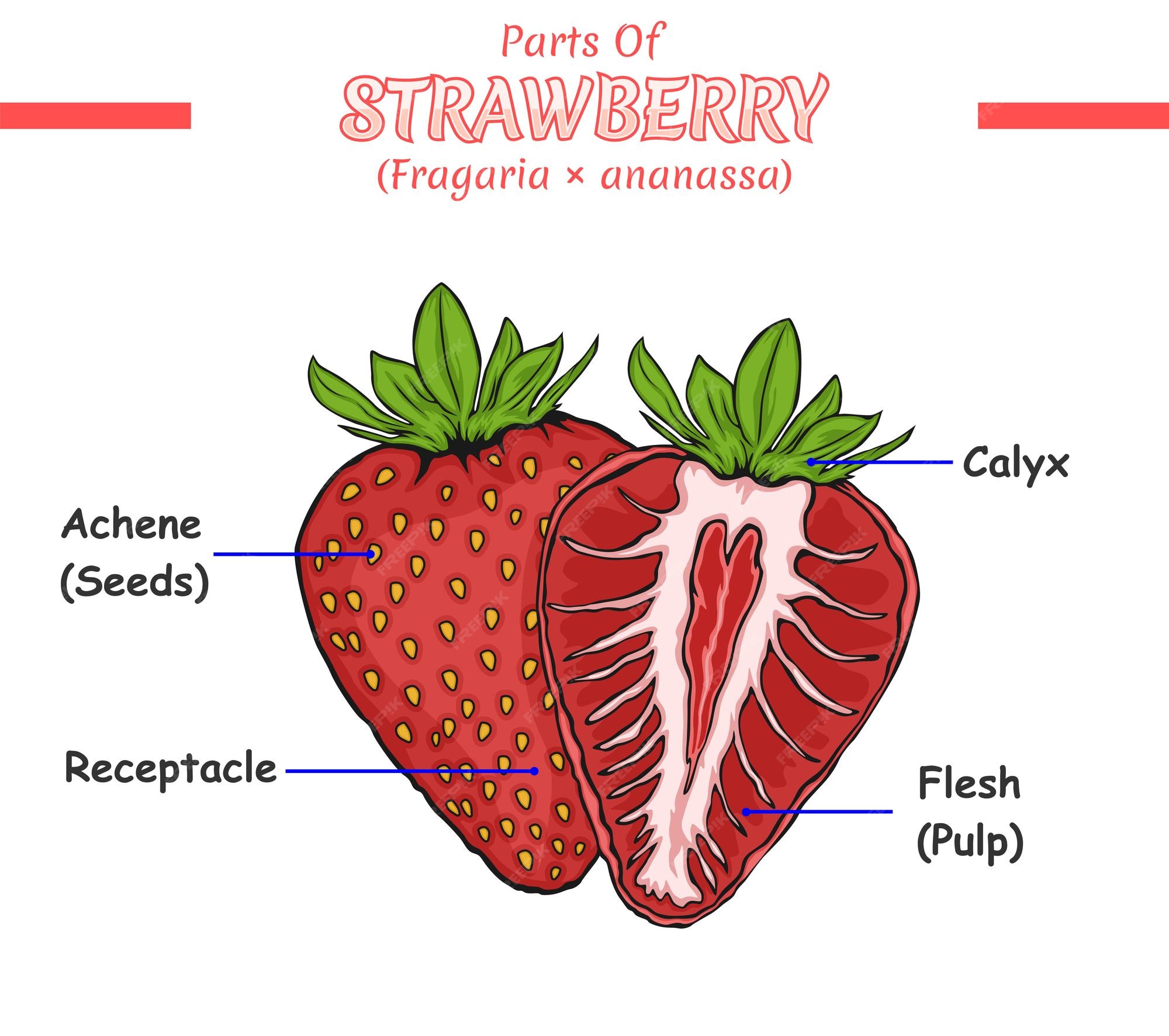 premium-vector-parts-of-strawberry
