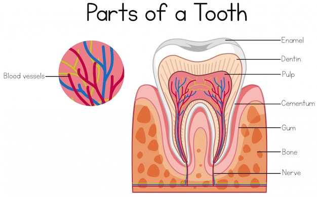 Parti di un diagramma dei denti