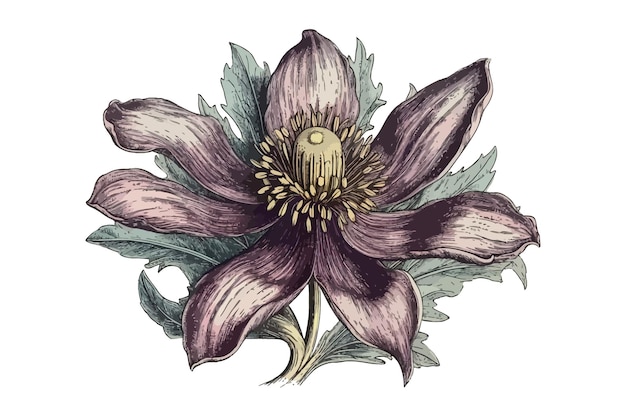 Pasque flower drawn in vintage style isolated on background Cartoon vector illustration