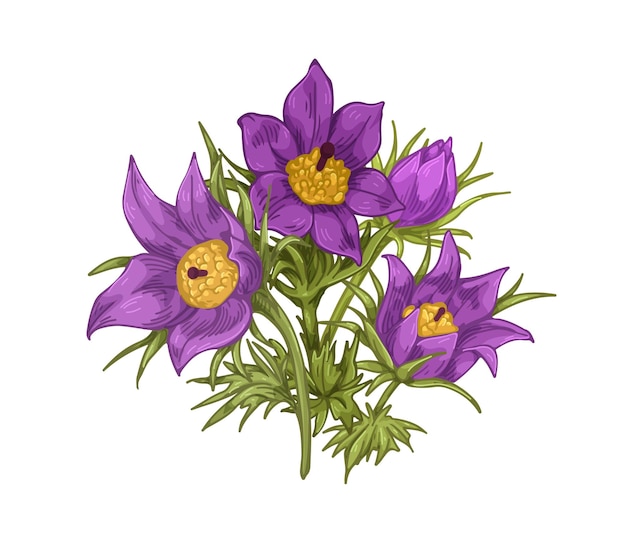 Pasque flowers drawn in vintage style. Pasqueflowers with leaves, stem. Blossomed blooming floral plant. Realistic retro Pulsatilla vulgaris. Botanical vector illustration isolated on white background