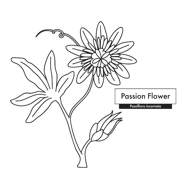 Passion flower passiflora line art drawing best for organic cosmetics ayurveda alternative medicine vector illustration