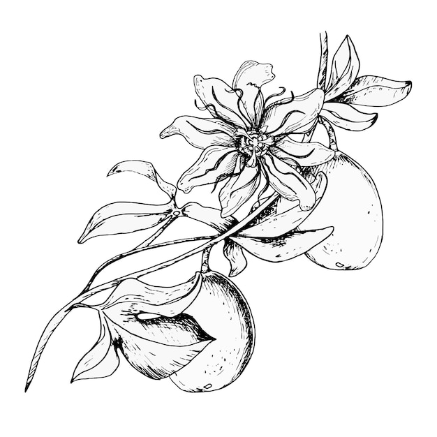 Иллюстрация цветка страсти изолирована на белом Голубой тропический стебель растения и вектор листвы