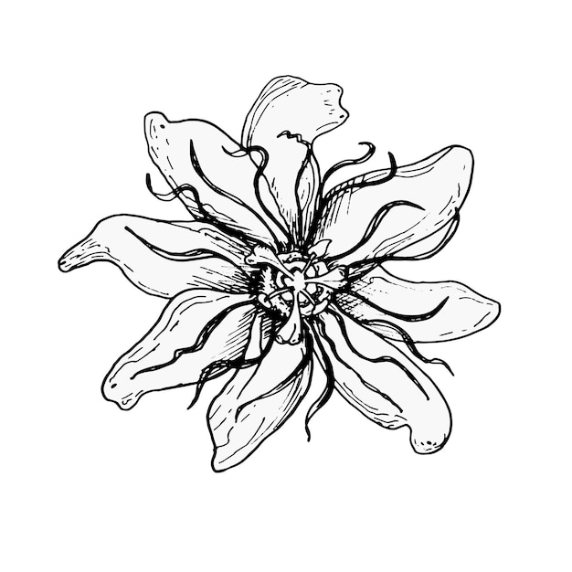 Векторная иллюстрация цветка страсти на белом фоне Голубое тропическое растение рисованной