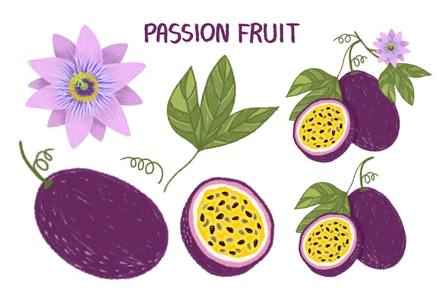 passion fruit picture hand drawn