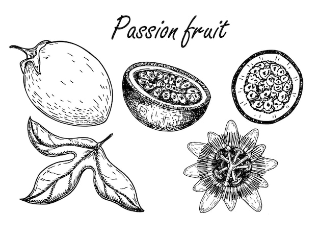 Vector passion fruit sketches set