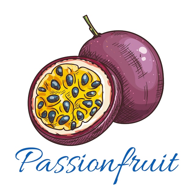 Vettore icona dello schizzo a colori del vettore del frutto della passione
