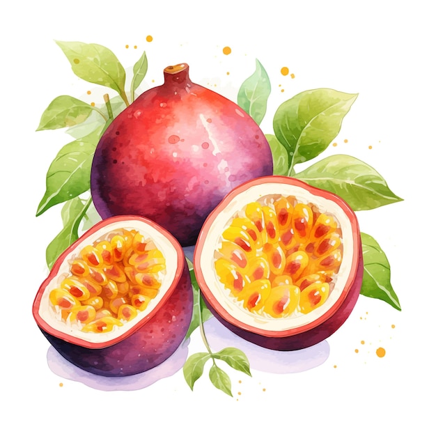 Passion fruit watercolor clipart