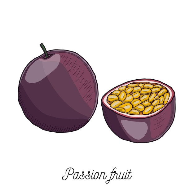 Passionfruit maracuja fruit illustration hand drawn