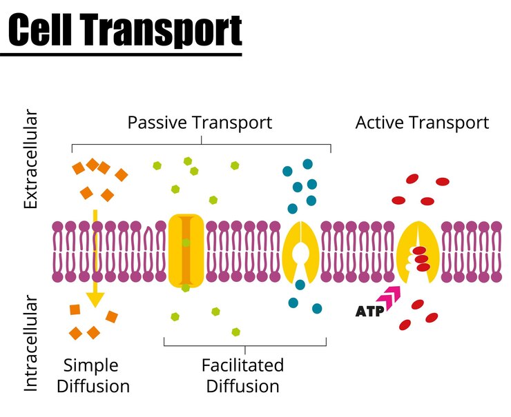 Vector passive vs active cell transport vector illustration didatic illustration