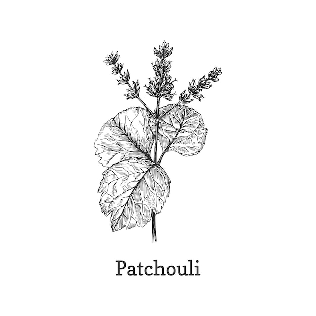 Vettore schizzo del ramo di patchouli nell'elemento di disegno vettoriale