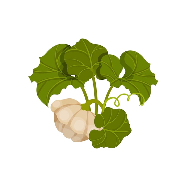 Vettore concetto patisson concetto di cibo biologico zucca bush su sfondo bianco illustrazione piatta vettoriale