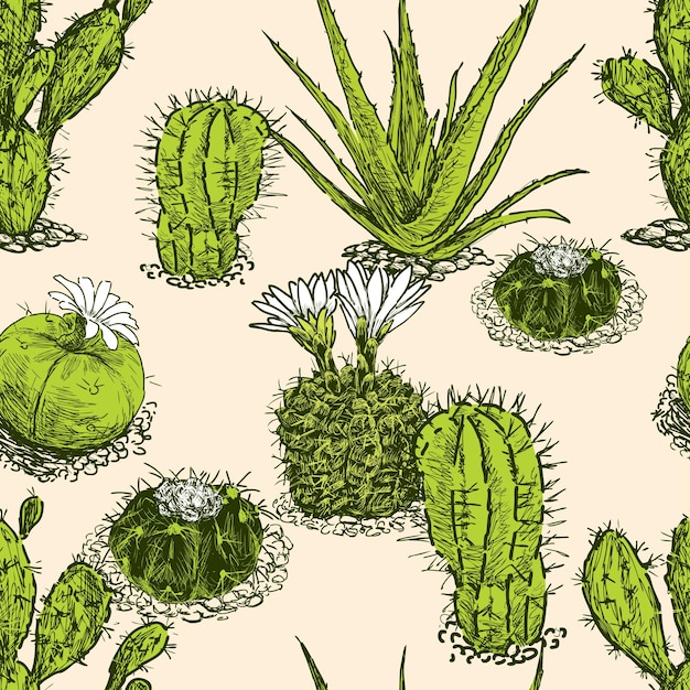 Pattern of the different cactuses