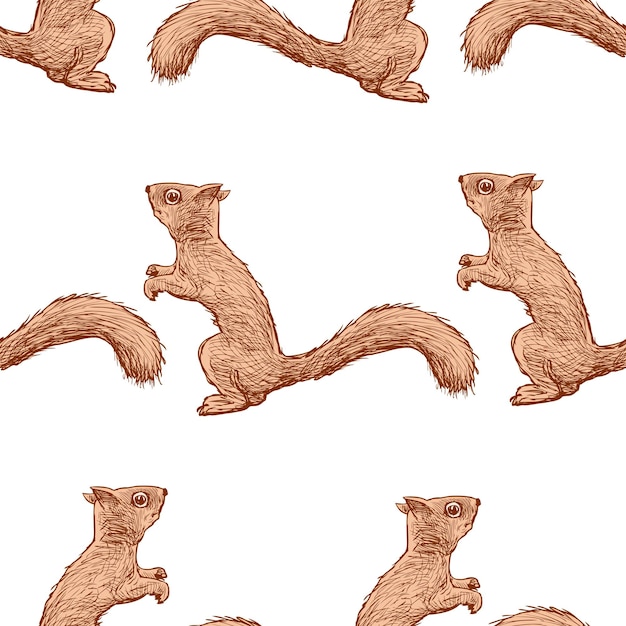 Pattern of the forest squirrels