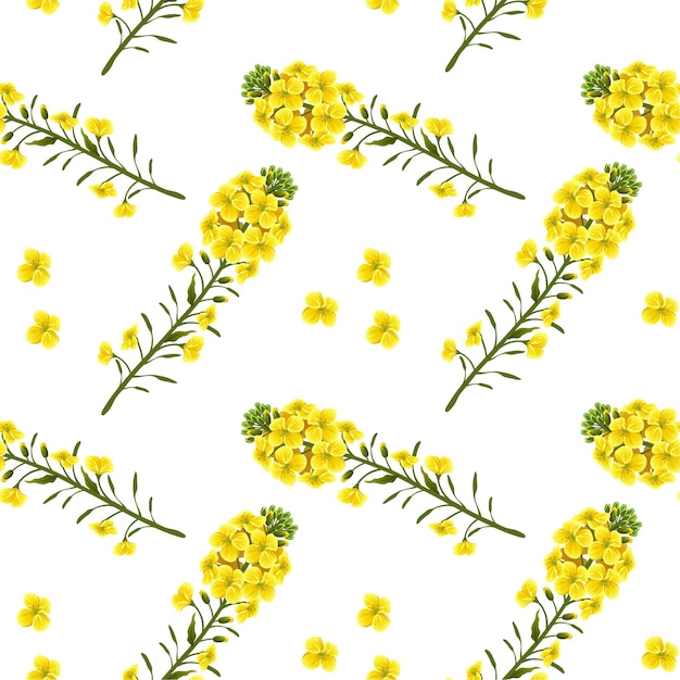 Pattern rape flowers, canola. brassica napus.