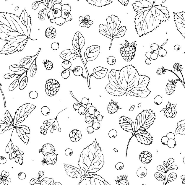 Vector pattern of vector berries and leaves wild berries painted line on a white background