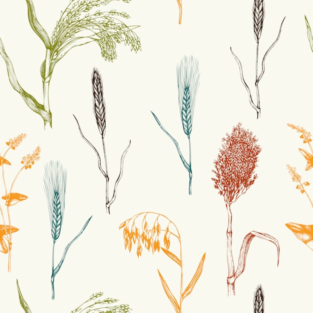  pattern with hand drawn cereal crops. Hand sketched agricultural plants background