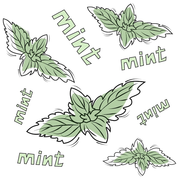 Vector pattern with mint leaves and words