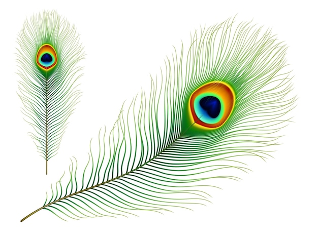 Vector pauwvogel geïsoleerde realistische vectorveer