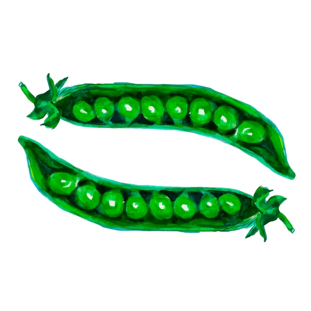 Vector pea pod hand drawn watercolor painting on white background