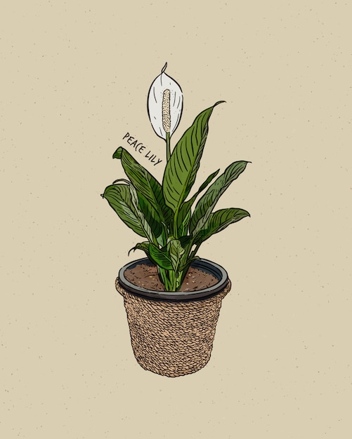 Vector peace lilies. hand draw sketch.