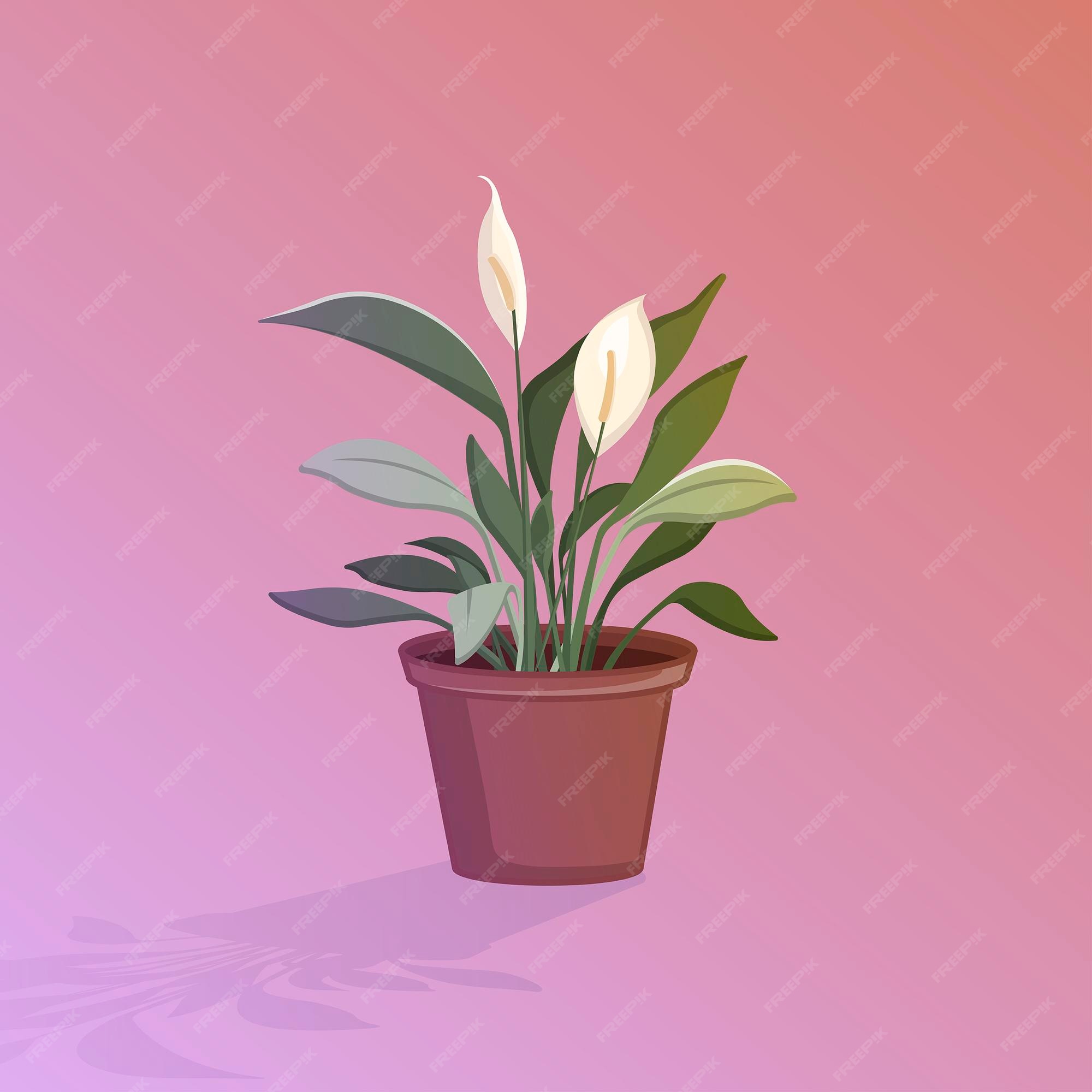 Premium Vector | Peace lily