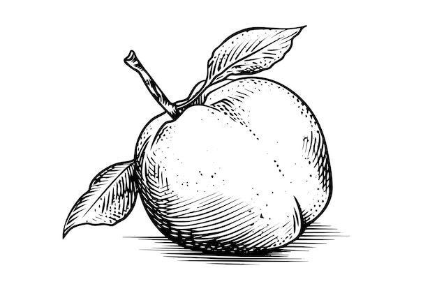 彫刻スタイルの桃またはアプリコットの果物の手描きのスケッチ
