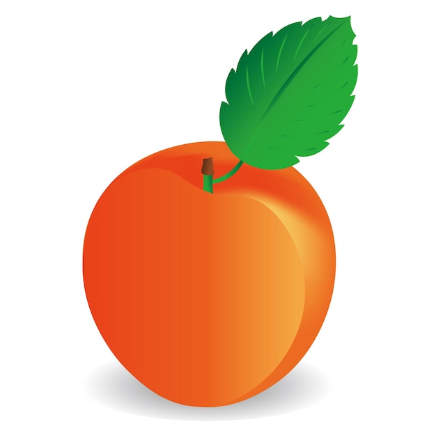 Peach apricot fruit icon vector illustration symbol