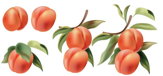 Vector peach fruit branches shaded vector set