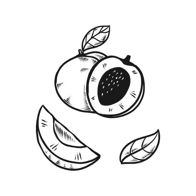 Peach fruit doodle set hand drawn illustration