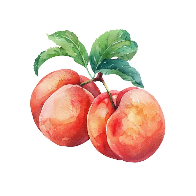 peach fruit vector illustration in watercolour style