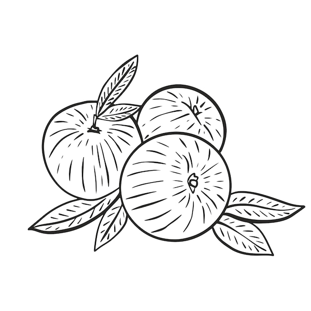 Peach graphic black and white vector