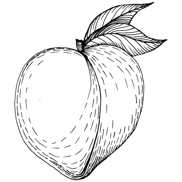 Peach sketch isolated. Hand drawn fruit. 