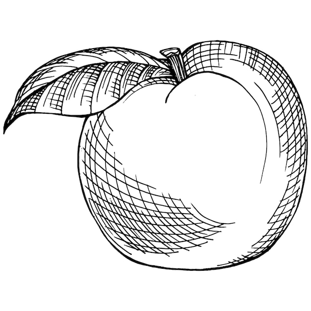 Peach sketch isolated. Hand drawn fruit. 