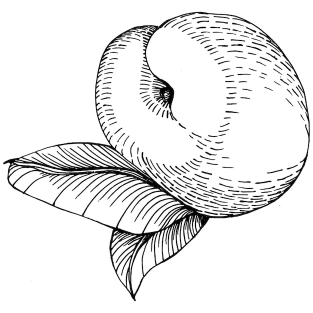 복숭아 스케치 벡터 절연입니다. 손으로 그린 그림 과일입니다. 여름 음식 새겨진 스타일 복고풍. 자세한 빈티지 채식 스케치입니다. 디자인 로고, 엠블럼, 레이블, 포스터, 인쇄, 메뉴에 적합
