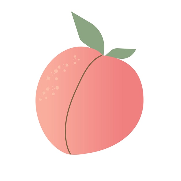 Vector peach sweet summer fruit vegetarian food simple vector design