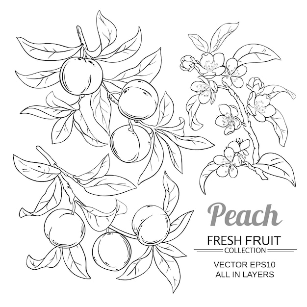 Peach vector set