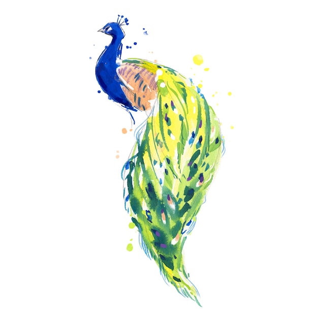 Vector peacock bird sitting back view watercolor illustration hand painted