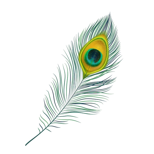 Peacock feather geïsoleerde pictogram
