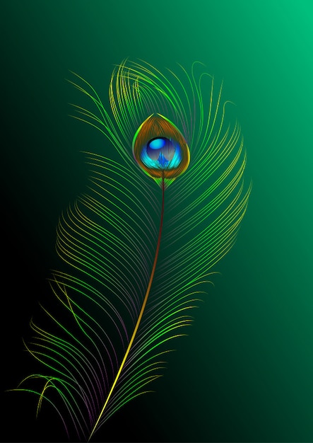 Vector peacock feather on green background