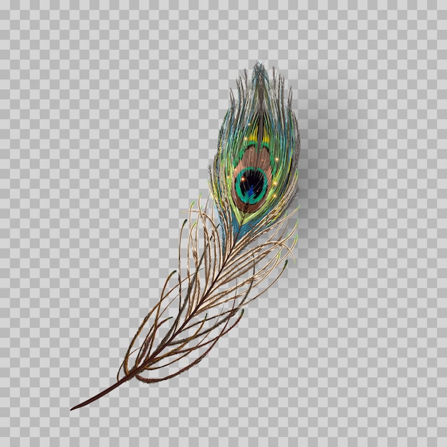 Peacock feather on transparent background. 