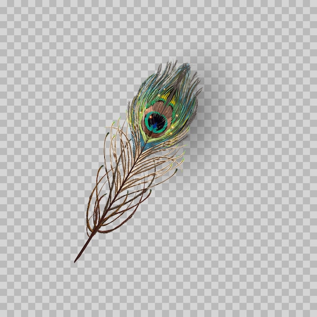 Peacock feather on transparent background. 