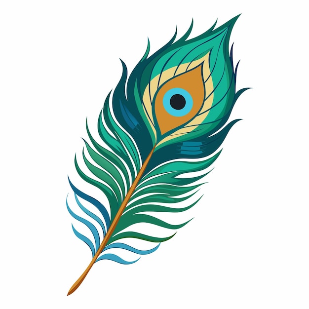 Vector peacock feather vector