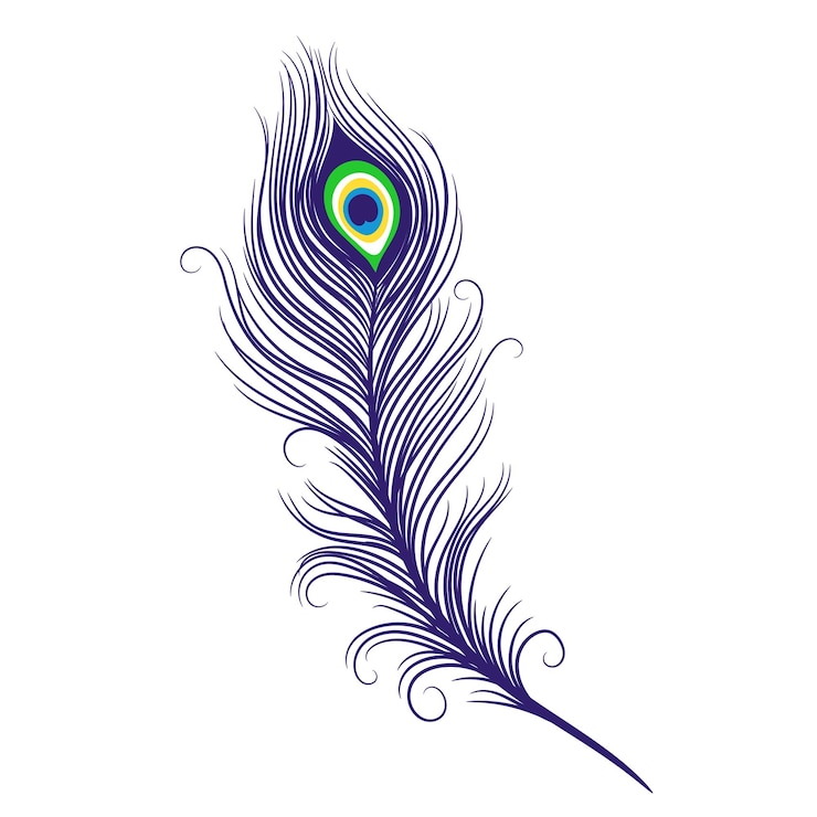 Vector peacock feathers on a white background