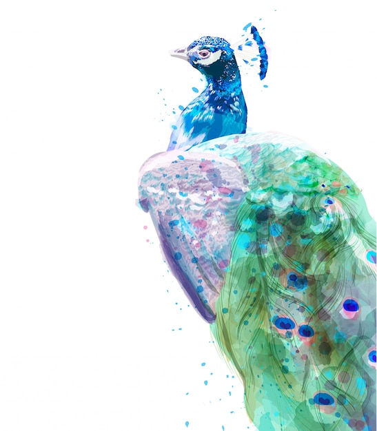 Vector peacock isolated watercolor. summer exotic birds decor