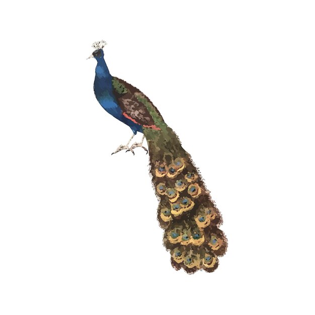 ベクトル 孔雀の水彩ベクトルイラスト